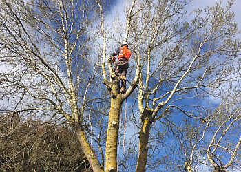 1800GoTrees Valley Wide Tree Service Pty Ltd.