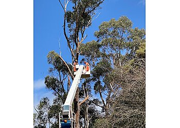 A1 Tree Specialists