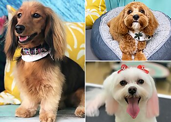 ALOHA HOUND The Organic, Natural & Holistic Dog Spa