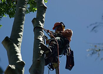 Ability Vegetation Service