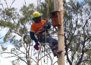 Rockhampton Tree Services Ability Vegetation Service image 1