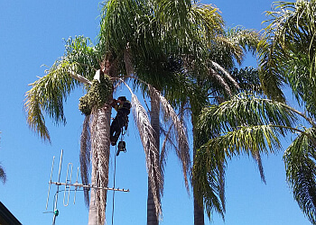 Accomplished Tree Management