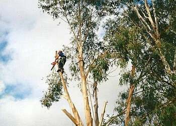 Accurate Tree Service