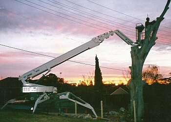 Accurate Tree Service