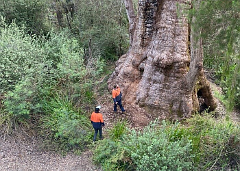 Acorn Trees & Stumps