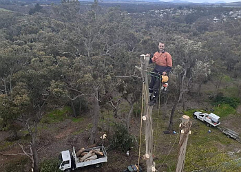 Acorn Trees & Stumps