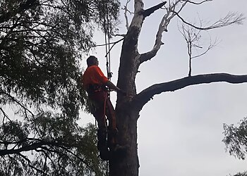 Action Tree & Garden Services