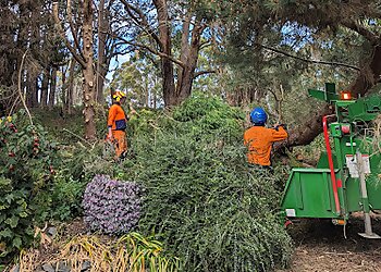 Adam's Tree Services