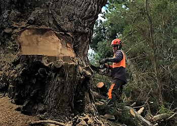 Adam's Tree Services