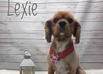 Affordable Dip N Clip