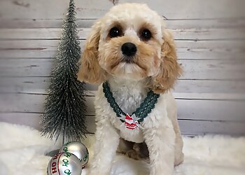 Affordable Dip N Clip