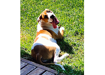 Albany Veterinary Hospital