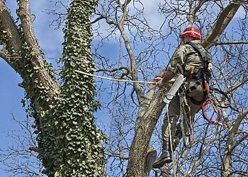 All Tree Services