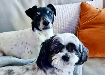 Allpet House Sitters Pty Ltd