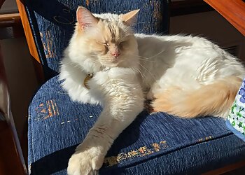 Allpet House Sitters Pty Ltd