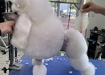 Animal Magic Pet Grooming