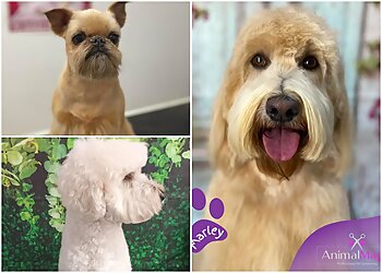 Animal Magic Pet Grooming