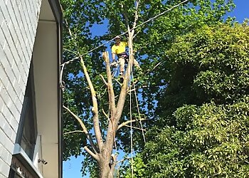 Arbor Tree and Stump Removal