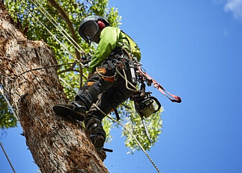 Arborclimb Tree Services