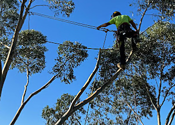 Ascent Tree Solutions