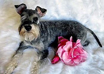 Aunty Bec's The Groomer