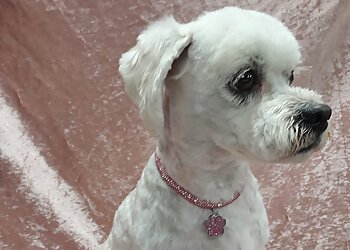 Aunty Bec's The Groomer