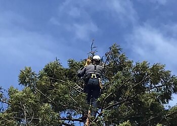 Australian Tree Care - Tas