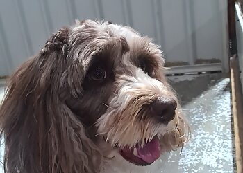 Australind Essential Grooming