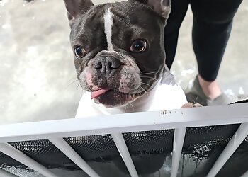 Australind Essential Grooming