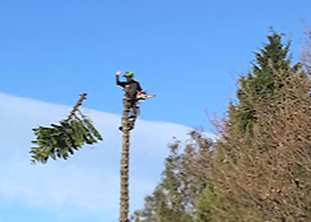 Bay City Tree Services