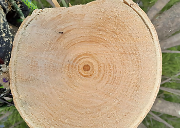 Bay City Tree Services