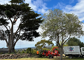 Bay City Tree Services