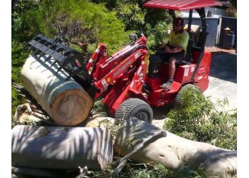 3 Best Tree Services in Perth, WA - Expert Recommendations