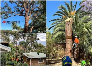 Ben Hastings Tree Service