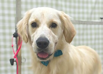 Blossom Dog Grooming Salon