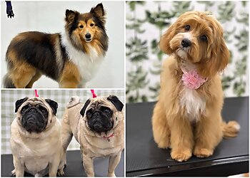Blossom Dog Grooming Salon