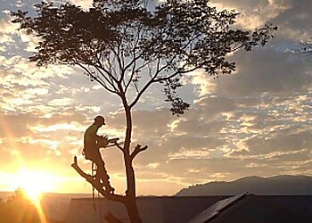 Border Tree Pty Ltd.