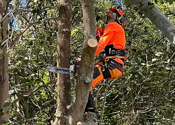 Branch Management Tree Services