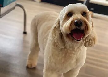 Bubbles Dog Spa & Groom