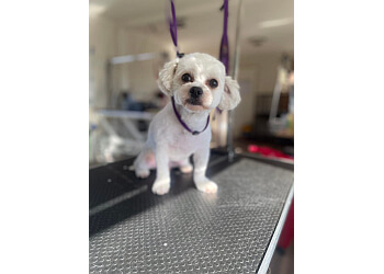 Bubbles Dog Spa & Groom