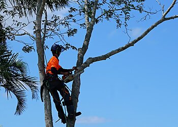 Budget Tree Service