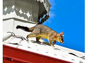CBD Possum Removal
