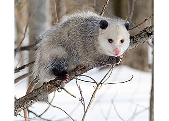 CBD Possum Removal