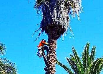 CNP Tree Services