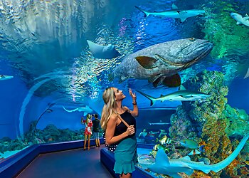 Cairns Aquarium