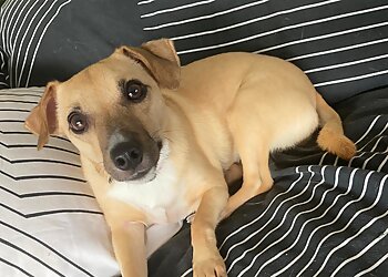 Cairns Canine & Cat Care