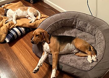 Cairns Pet Sitting-Little Paws by Arisa