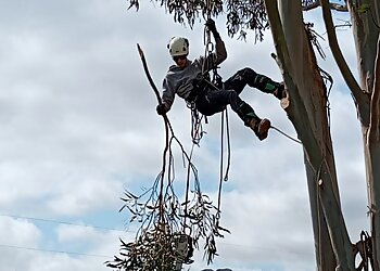 Cape Tree Service