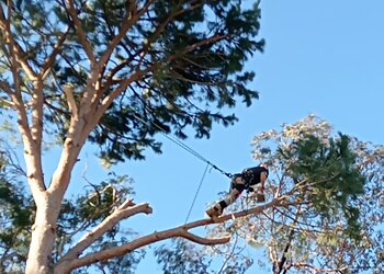 Albany Tree Services Cape Tree Service image 1