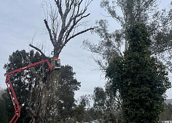 Caterpillar Tree Services